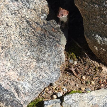 Colorado weasel peeking from rock formation