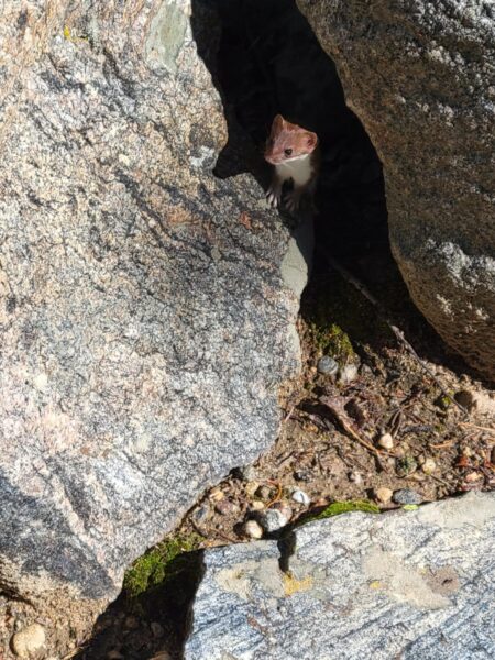 Colorado weasel peeking from rock formation